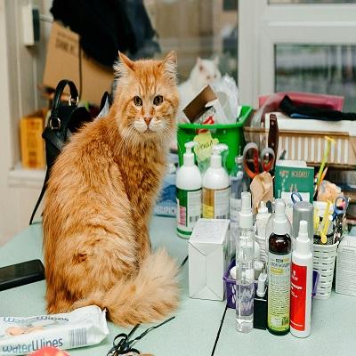 Pet Care
